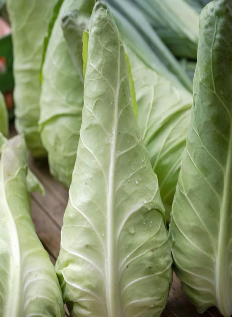 GGOOT Cabbage-Early Jersey Wakefield (200 Seeds) - Image 2