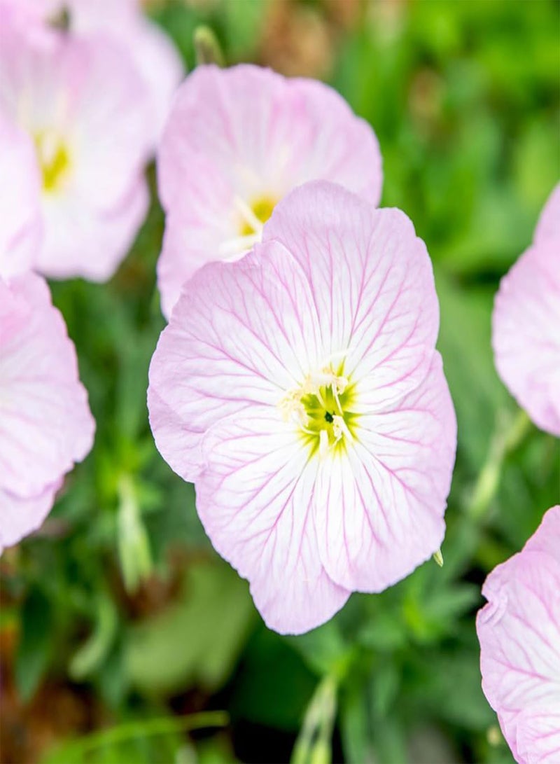 GGOOT 10 Pink Evening Primrose Seeds UK Oenothera Speciosa Bi Colour Wildflower Plant - Image 4