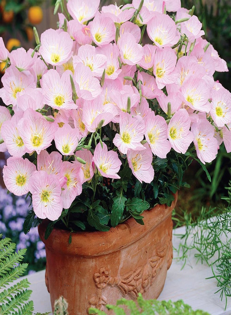 GGOOT 10 Pink Evening Primrose Seeds UK Oenothera Speciosa Bi Colour Wildflower Plant - Image 1