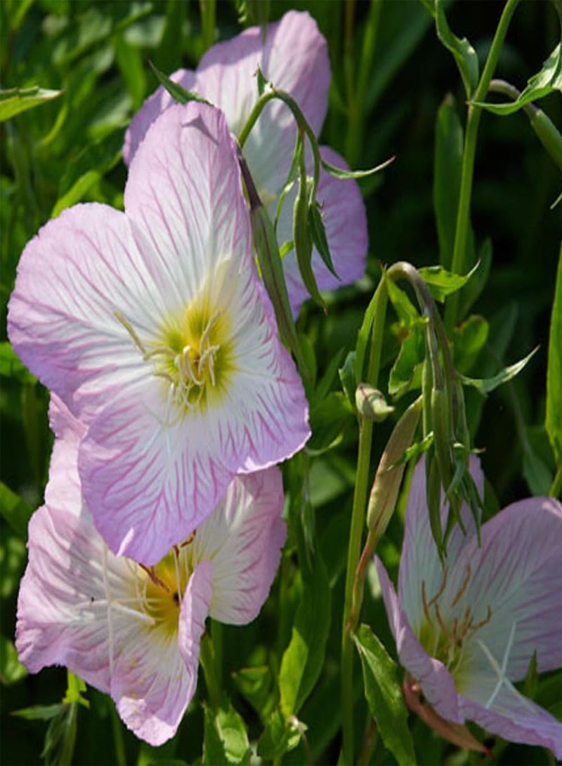 GGOOT 10 Pink Evening Primrose Seeds UK Oenothera Speciosa Bi Colour Wildflower Plant - Image 5
