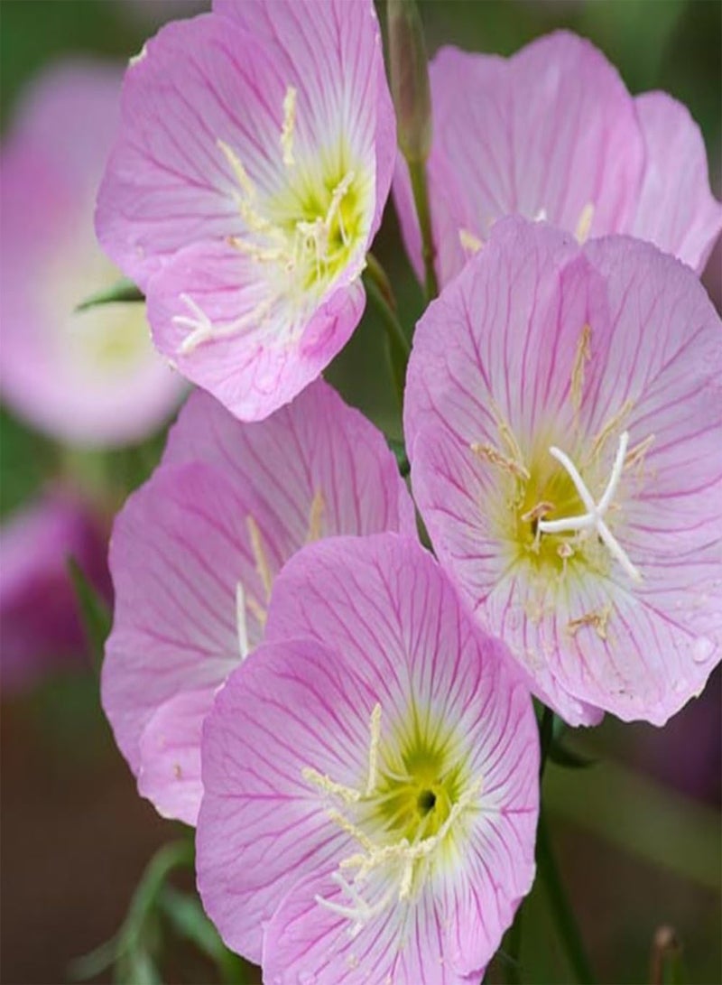 GGOOT 10 Pink Evening Primrose Seeds UK Oenothera Speciosa Bi Colour Wildflower Plant - Image 3