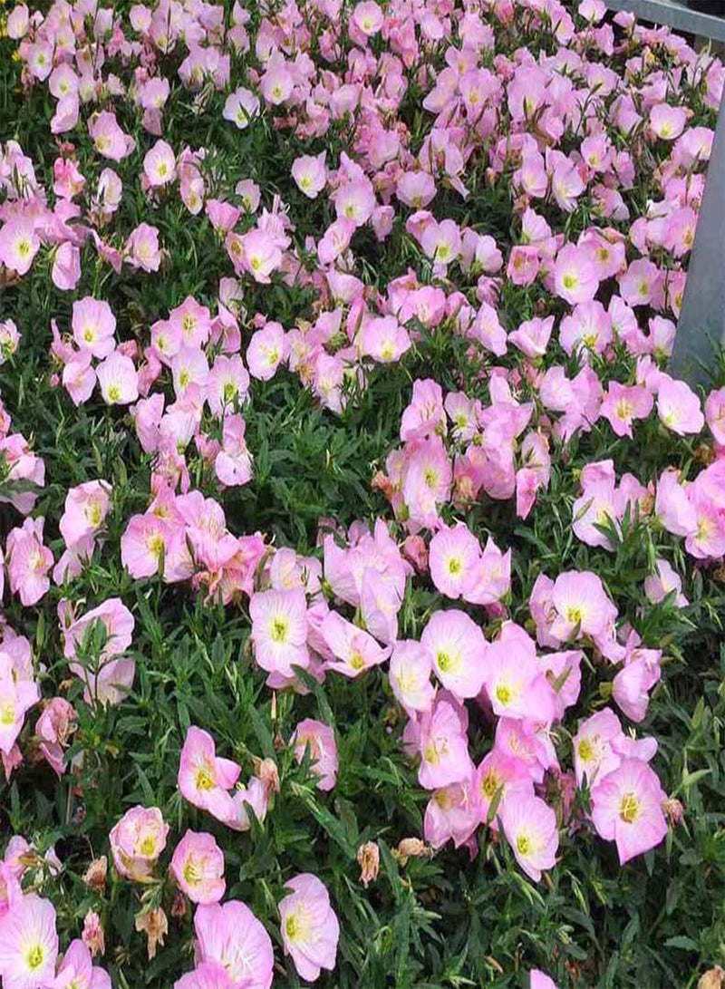 GGOOT 10 Pink Evening Primrose Seeds UK Oenothera Speciosa Bi Colour Wildflower Plant - Image 2