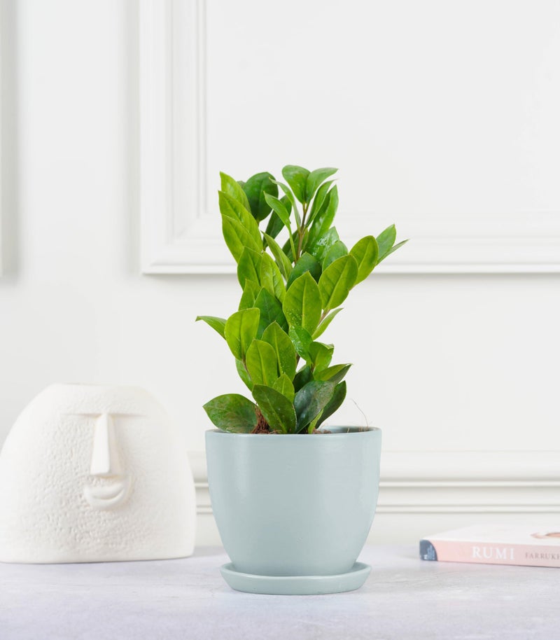 Nurturing Green® Modern Design Mint Green Ceramic Pot for Indoor Plants | Ceramic Flower Pot for Home Décor & Gifting (Size: 5 Inch Wide | Comes with Bottom Plate) - [Plants are not Included] - Image 2