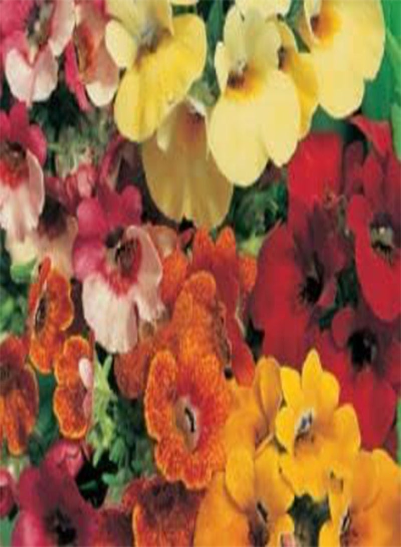 جي جوت عبوة واحدة من بذور زهرة نيميسيا كرنفال المختلطة