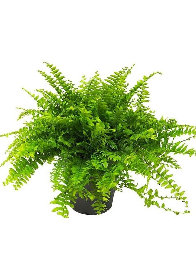 Boston Fern - pzsku/Z97EE4CBCE84C018565CAZ/45/_/1723203515/401ae80f-2dbe-4493-985c-5c27c42b50af