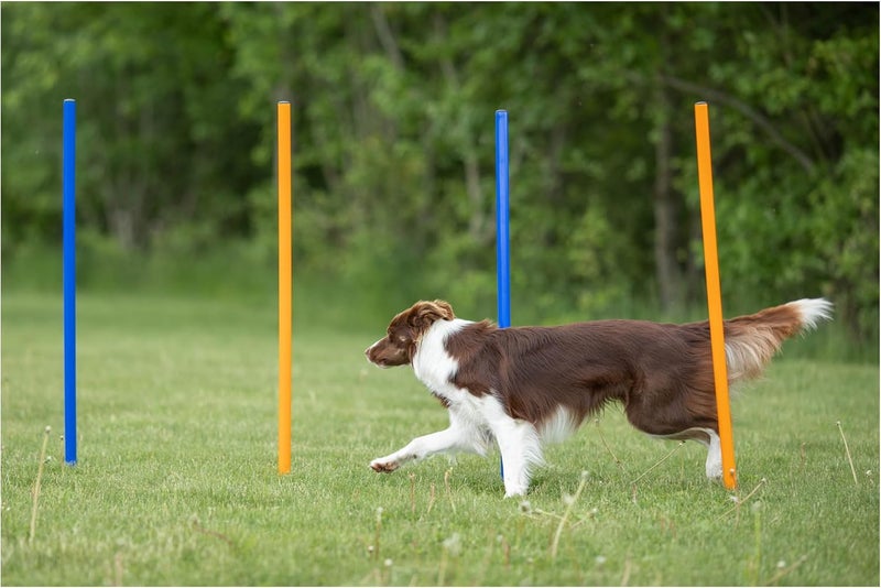 Trixie Dog Agility Slalom Course - 12 Adjustable Weave Poles Backyard Set - Portable Training Equipment with Carrying Bag & Training Guide - for All Breeds - Image 3