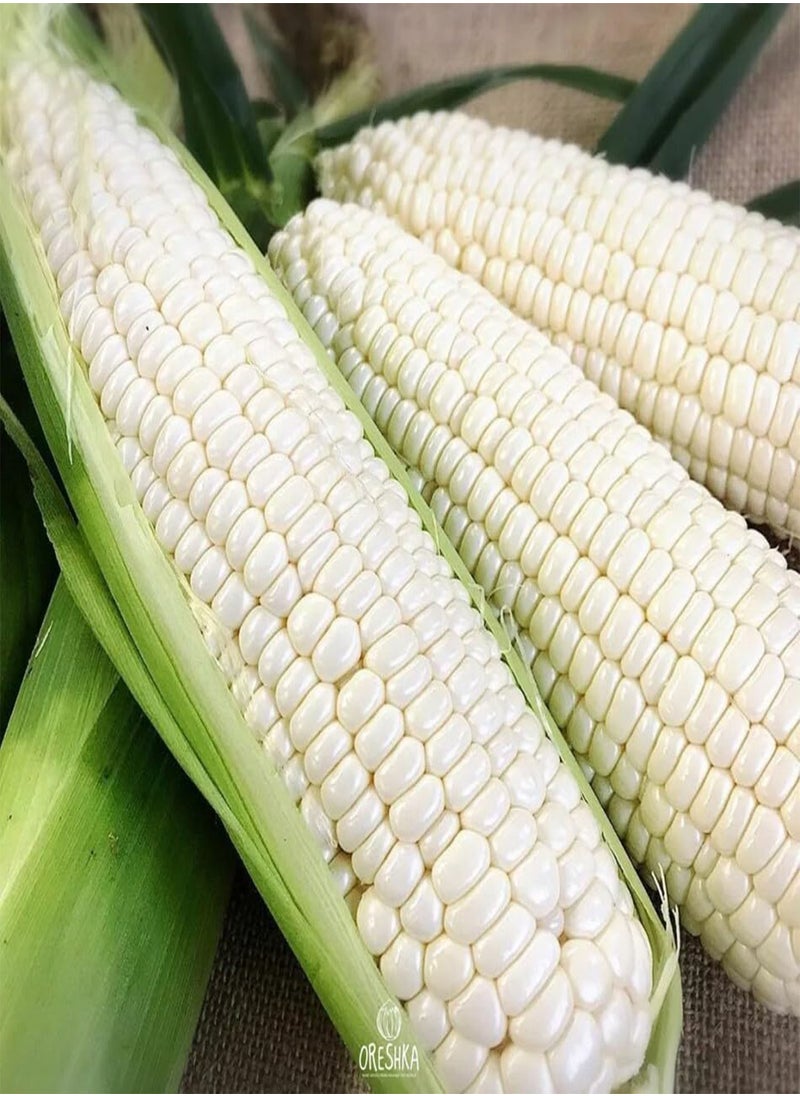 GGOOT White Corn 10 PCS / 50 PCS Fresh Seeds (10)  - Image 1