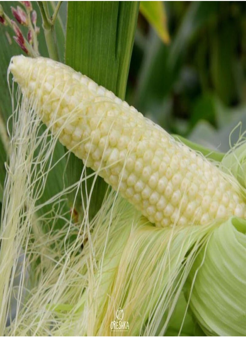 GGOOT White Corn 10 PCS / 50 PCS Fresh Seeds (10)  - Image 3
