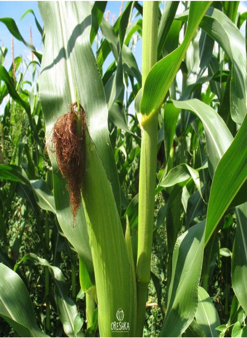GGOOT White Corn 10 PCS / 50 PCS Fresh Seeds (10)  - Image 2