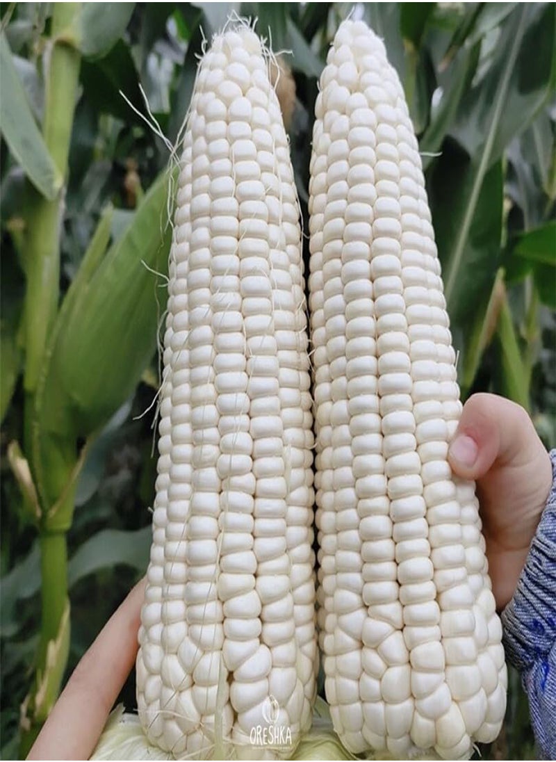 GGOOT White Corn 10 PCS / 50 PCS Fresh Seeds (10)  - Image 4