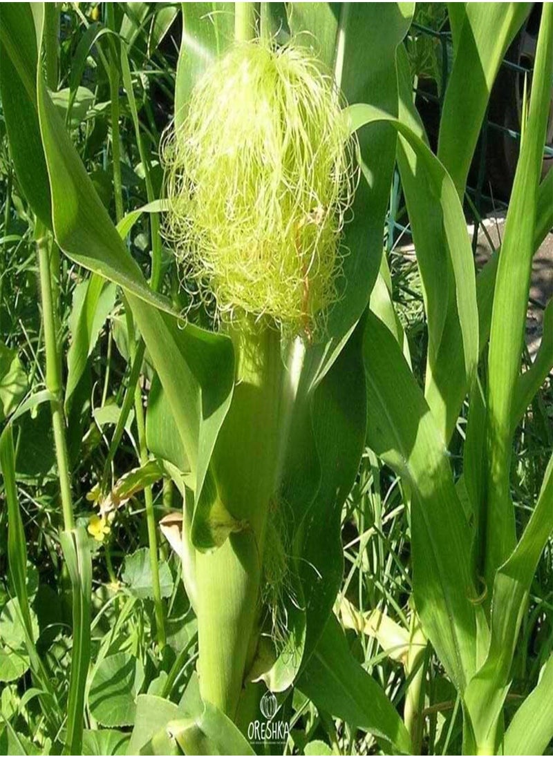 GGOOT White Corn 10 PCS / 50 PCS Fresh Seeds (10)  - Image 5
