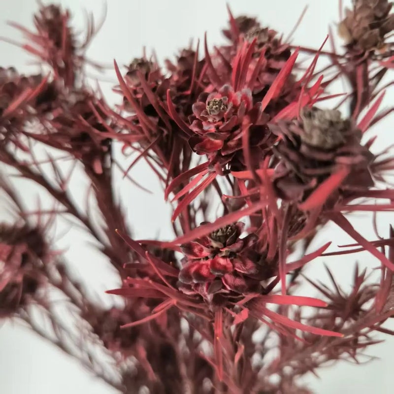 Bluejw Preserved Ruby Dried Flowers - Wedding Home Decor, Valentine's Day Thanksgiving Easter Halloween Dried Plants - Ins Hot Selling - Image 4