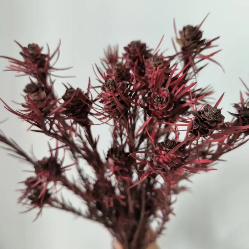 Bluejw Preserved Ruby Dried Flowers - Wedding Home Decor, Valentine's Day Thanksgiving Easter Halloween Dried Plants - Ins Hot Selling - Image 1