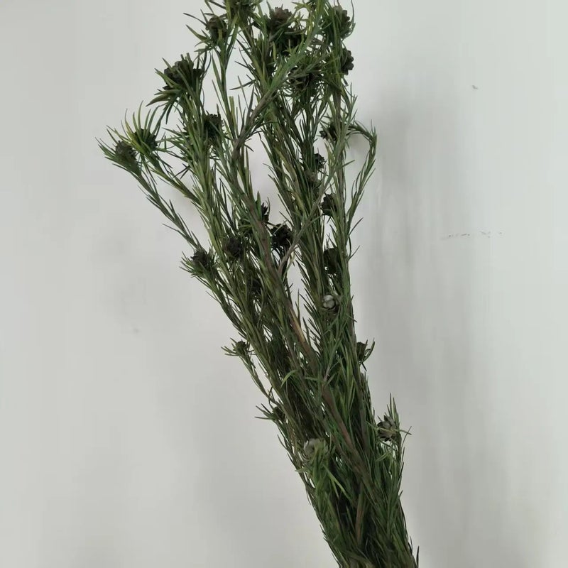 Bluejw Preserved Ruby Dried Flowers - Wedding Home Decor, Valentine's Day Thanksgiving Easter Halloween Dried Plants - Ins Hot Selling - Image 5