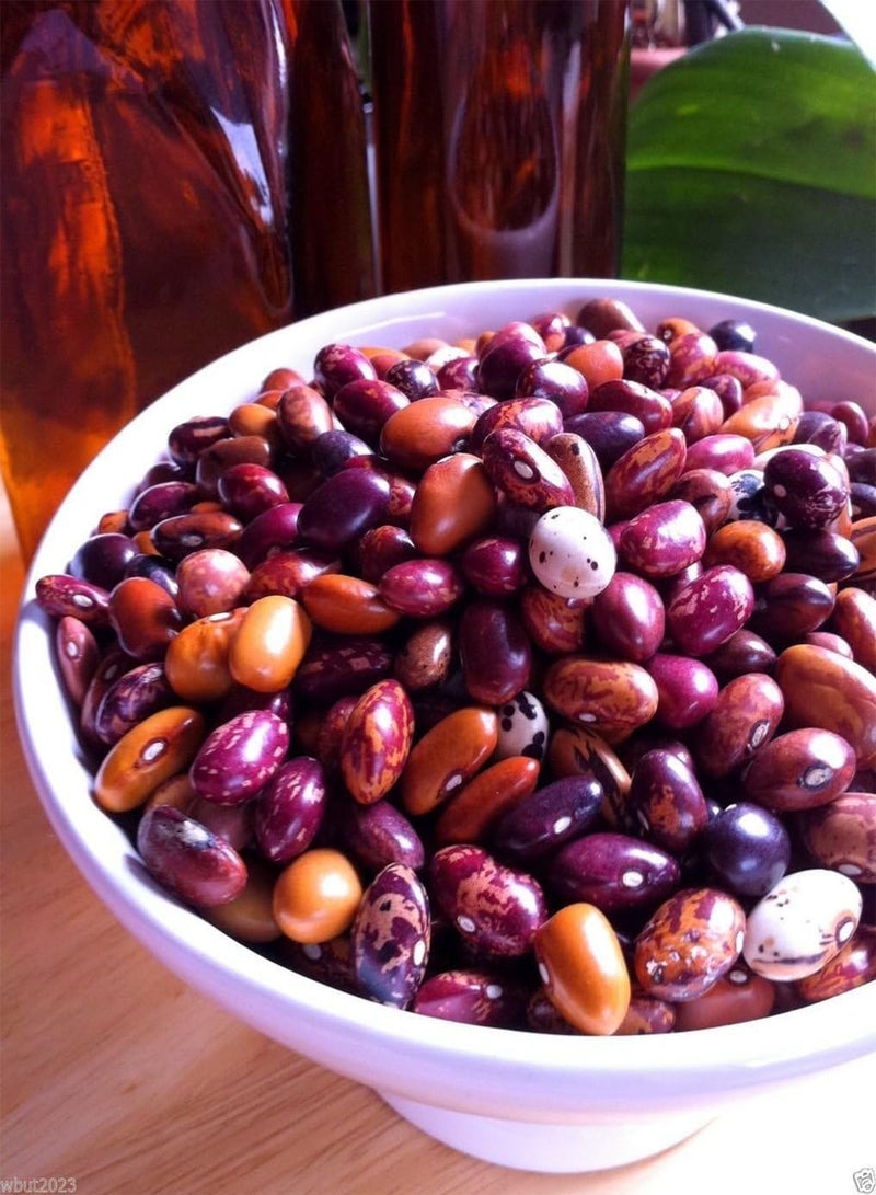 جي جوت بذور بوساك بوناي الأنديزية التراثية (ربع رطل) "النوم ثمانية" - Image 2