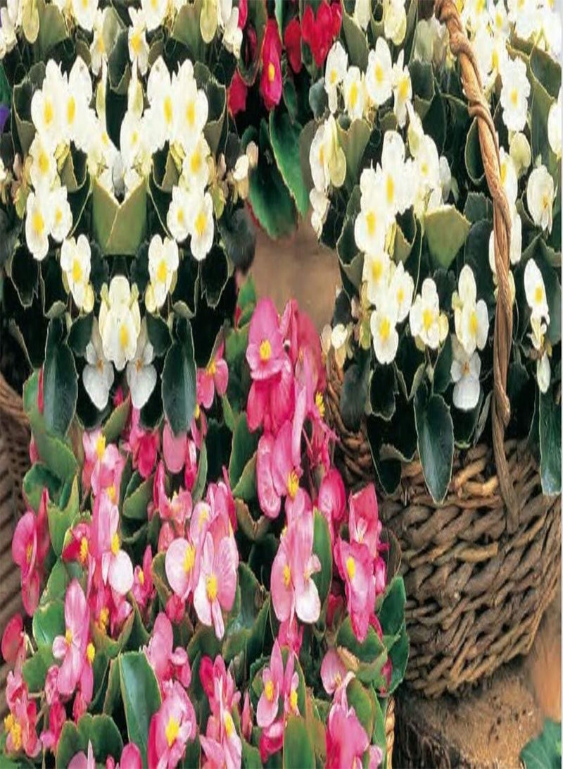 جي جوت مزيج بذور بيجونيا سمبرفلورنس