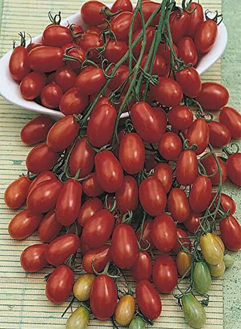 GGOOT 50 x Tomato Modus F1 Vegetable Seeds (Cherry Plum) - Image 2