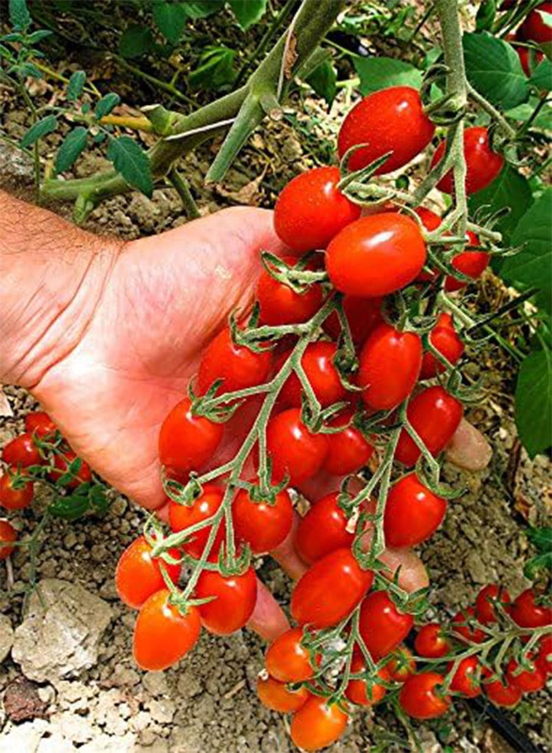 GGOOT 50 x Tomato Modus F1 Vegetable Seeds (Cherry Plum) - Image 1