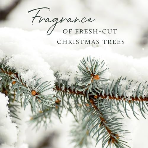 Thymes Frasier Fir Candle - Heritage Pine Needle Luminary Scented Candles - Elegant Pine Candle - Crisp Siberian Fir, Cedarwood & Sandalwood - Holiday Candles - Christmas Decor (Large, 16 oz) - Image 5