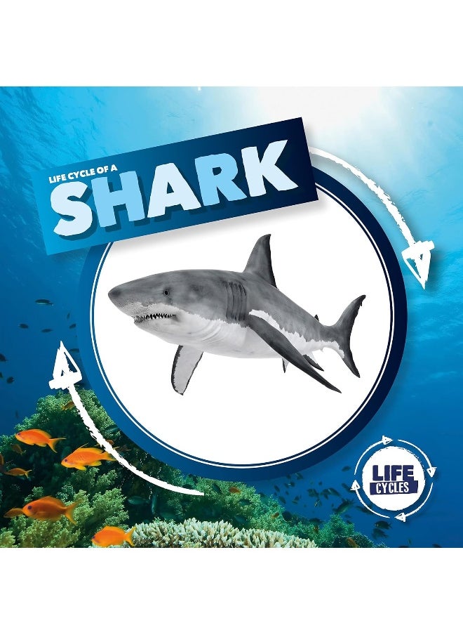 null - Life Cycle of a Shark - Image 1
