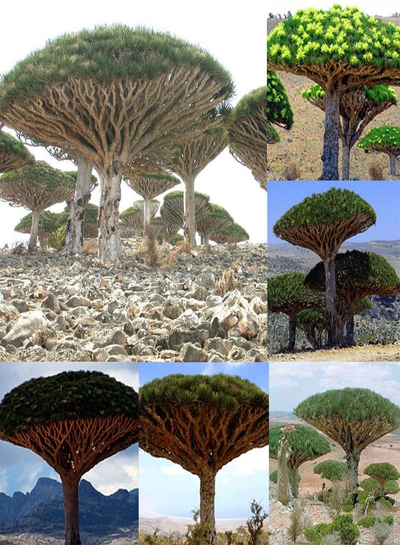 جي جوت 10 قطع من بذور شجرة الدم، نباتات عملاقة لتزيين فناء الحديقة، بونساي مزخرف - Image 4