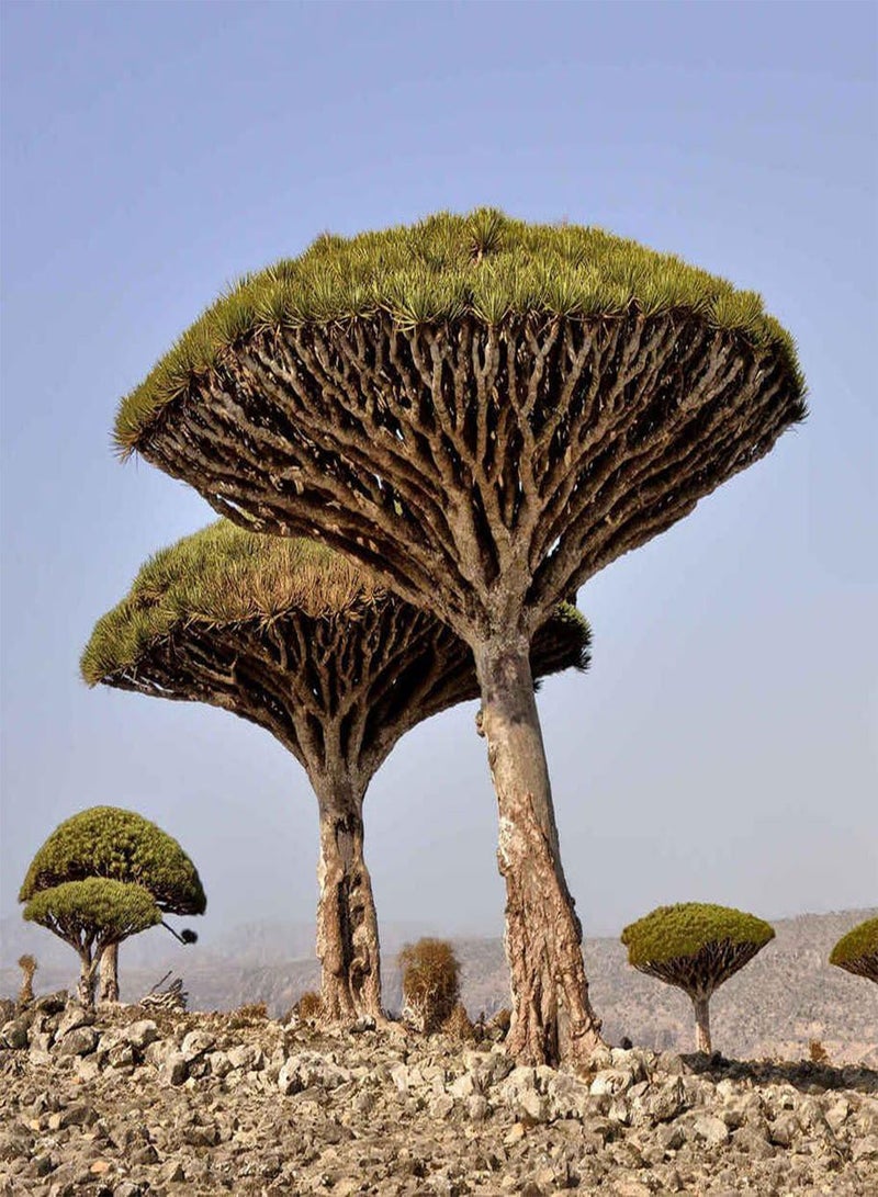 جي جوت 10 قطع من بذور شجرة الدم، نباتات عملاقة لتزيين فناء الحديقة، بونساي مزخرف - Image 1