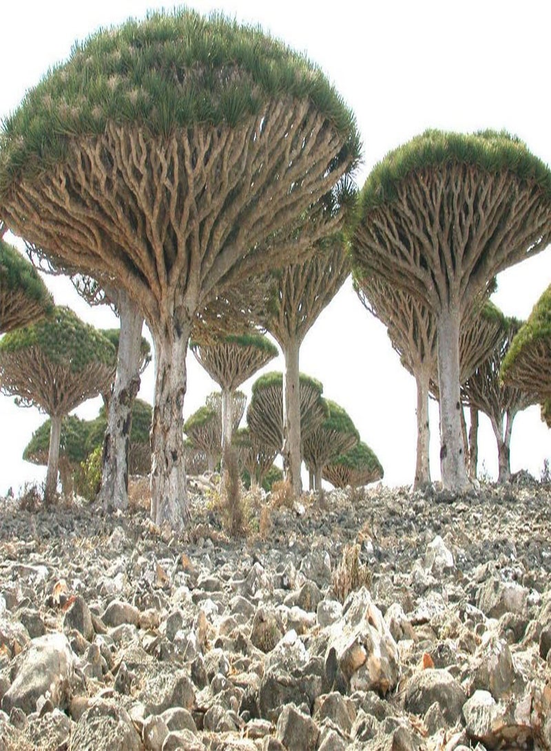 جي جوت 10 قطع من بذور شجرة الدم، نباتات عملاقة لتزيين فناء الحديقة، بونساي مزخرف - Image 2