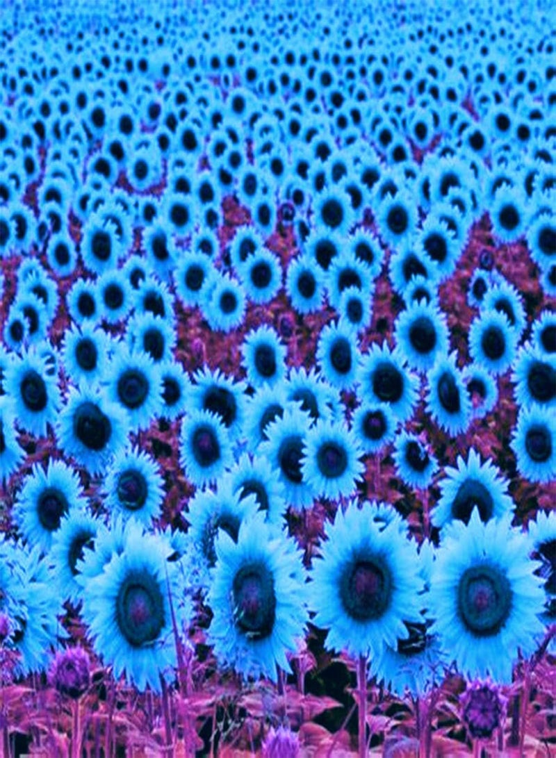 High Germination Rate,Gardening Essentials,Strong Root,Sunflower Seeds,Sun Flower,Bee plant-100 pcs,B