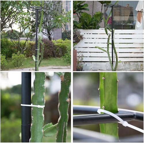 GOOOXIM 14"x14"x60" 1PCS Dragon Fruit Trellis - Durable Metal Vertical Support Frame for Climbing Plants, Easy Assembly with Instructions, for Dragon Fruit Enthusiasts - Image 4
