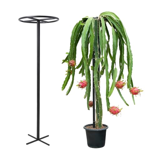 GOOOXIM 14"x14"x60" 1PCS Dragon Fruit Trellis - Durable Metal Vertical Support Frame for Climbing Plants, Easy Assembly with Instructions, for Dragon Fruit Enthusiasts - Image 1