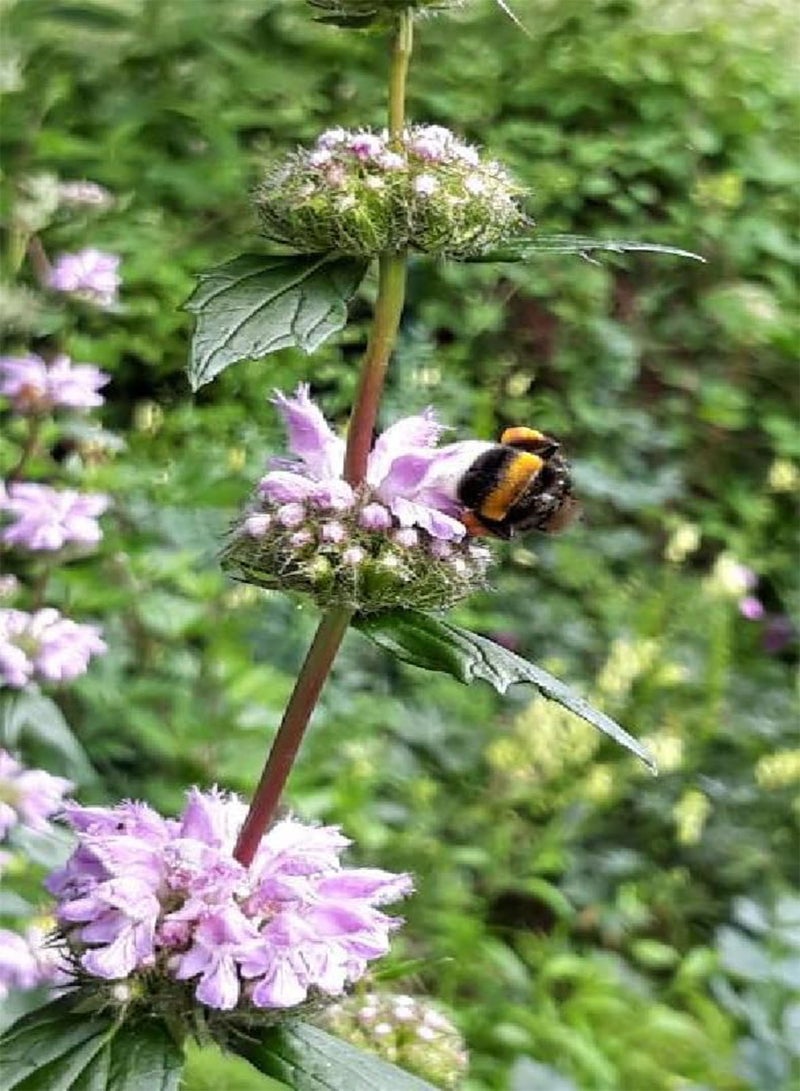 جي جوت مريمية القدس فلوميس توبيروسا 15+ بذور - Image 3