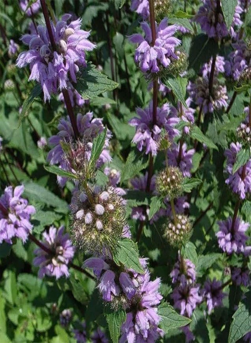 جي جوت مريمية القدس فلوميس توبيروسا 15+ بذور - Image 2