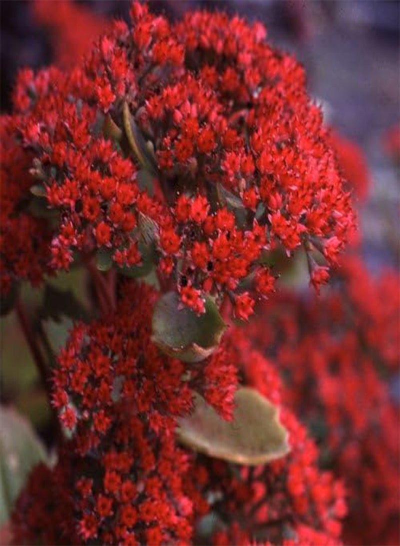 GGOOT Seeds - Sedum Roy Lancaster Seeds