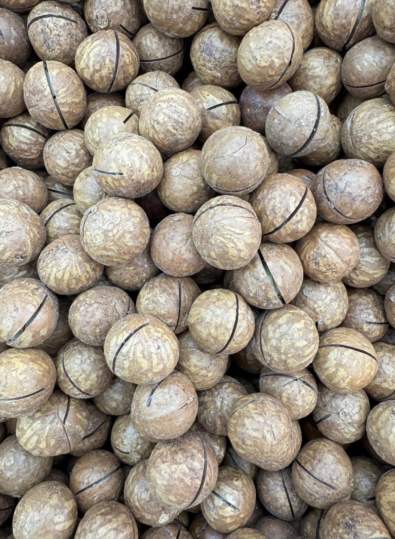 مكسرات المكاديميا مع القشرة 500 جرام - Image 2