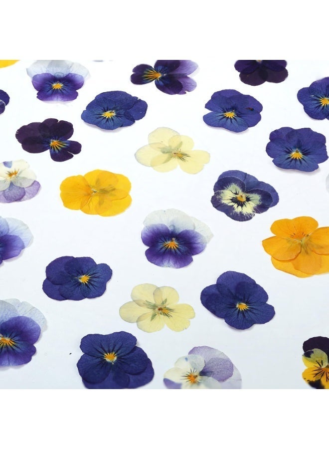 OSHIMA 54PCS Dried Flowers, Dried Pressed Flowers for Resin, Dried Pressed Pansies Flowers, Natural Dry Floral Epoxy, for DIY Art, Jewelry, Candle & Soap Making - Image 3