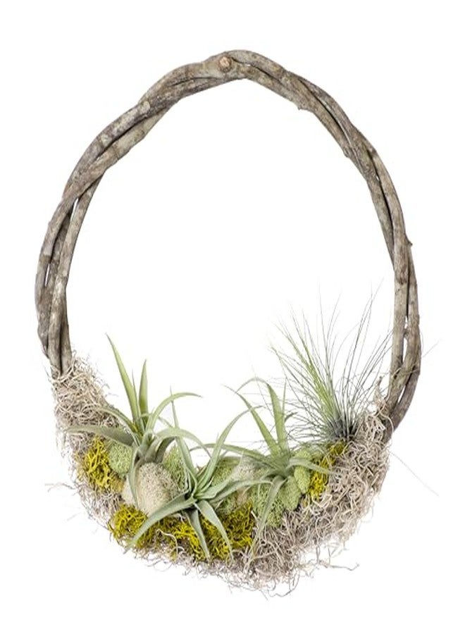 سوبر موس إكليل العنب من سوبرموس (22613)، كرمة سافانا الكثيفة، طبيعي، دائري، 12 بوصة - Image 4