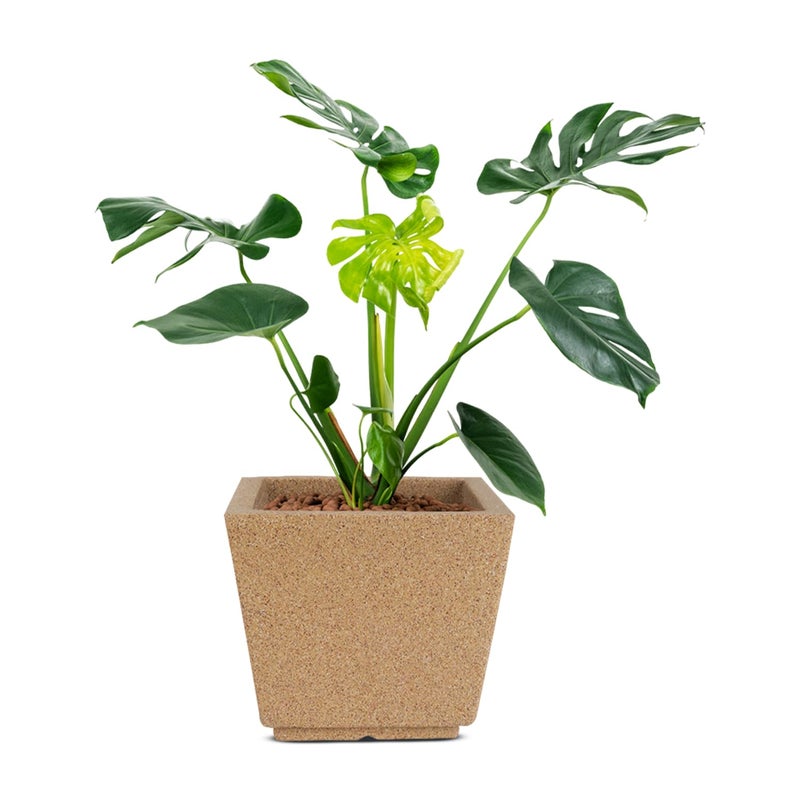 BonKaso 12 Inch Planter Pot (29x29x25 cm) | Sandstone, Tall & Lightweight Polymer Flower Pot | Durable Gamla for Indoor & Outdoor Plants – Home, Office, Garden, Balcony - Image 5