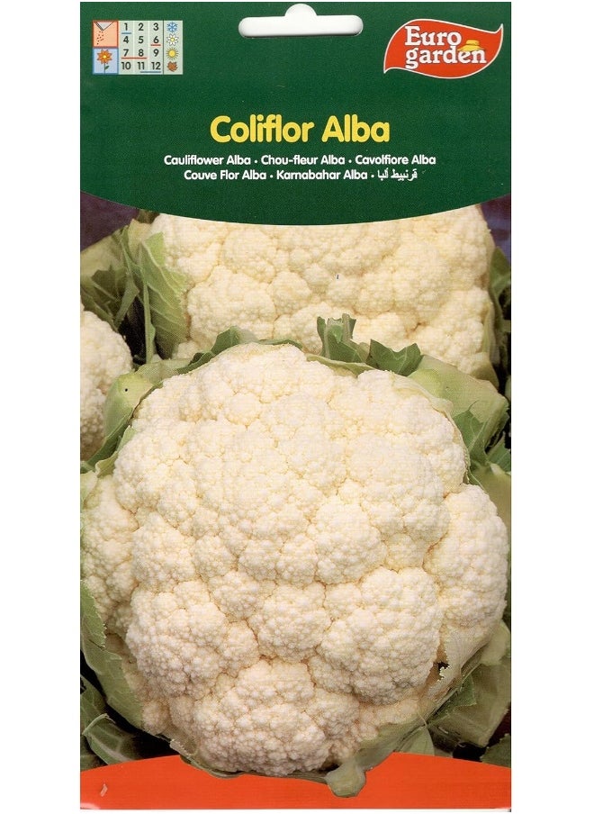 Euro Garden Euro Garden Cauliflower Seeds 3 G  - Image 4