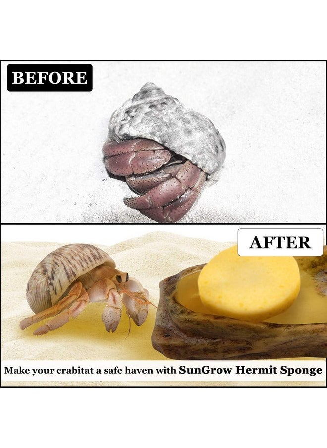 Hermit Crab Sponges for Water, 3 Pack Unbleached Hermit Crab Accessories & Supplies, Pet Crab Sponges Provide Nutrients and Maintain Tank Humidity, Water Dish Yellow Real Sea Sponges, 2" x 1" - pzsku/Z983C816414AA3FDC0BCEZ/45/_/1737031333/1ac4907f-3328-4b38-9ee1-a0fcfcfd659f