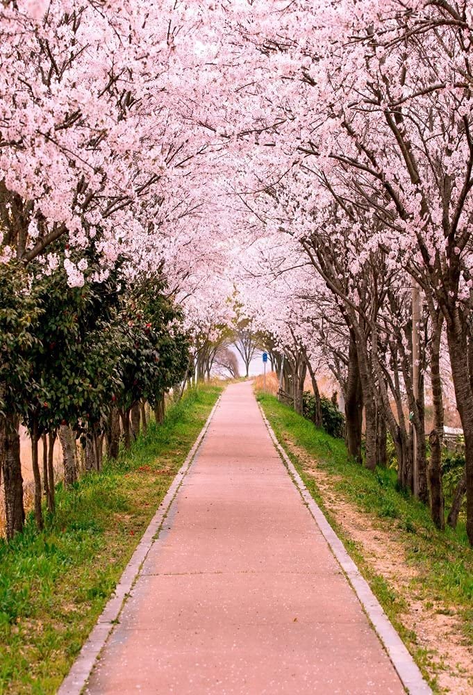 AOFOTO 5x7ft Flower Tree Backdrop Spring Cherry Blossoms Photography Background Girl Lovers Woman Lady Adult Artistic Portrait Park Path Photo Shoot Studio Props Video Drop Wallpaper Drape - Image 1