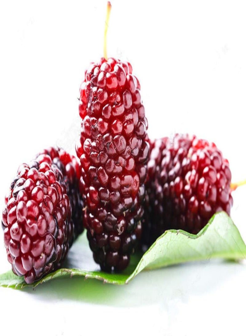 GGOOT 200Pcs Mulberry Seed Plump Fruit Attractive Colors Bush Fruit Tree Non-GMO Heirloom Seeds for Yard Garden or Farm Planting - Image 1