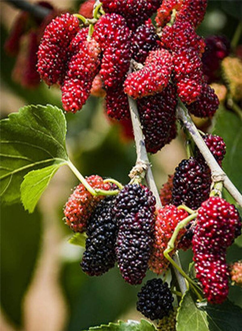 GGOOT 200Pcs Mulberry Seed Plump Fruit Attractive Colors Bush Fruit Tree Non-GMO Heirloom Seeds for Yard Garden or Farm Planting - Image 2