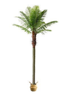 coconut tree