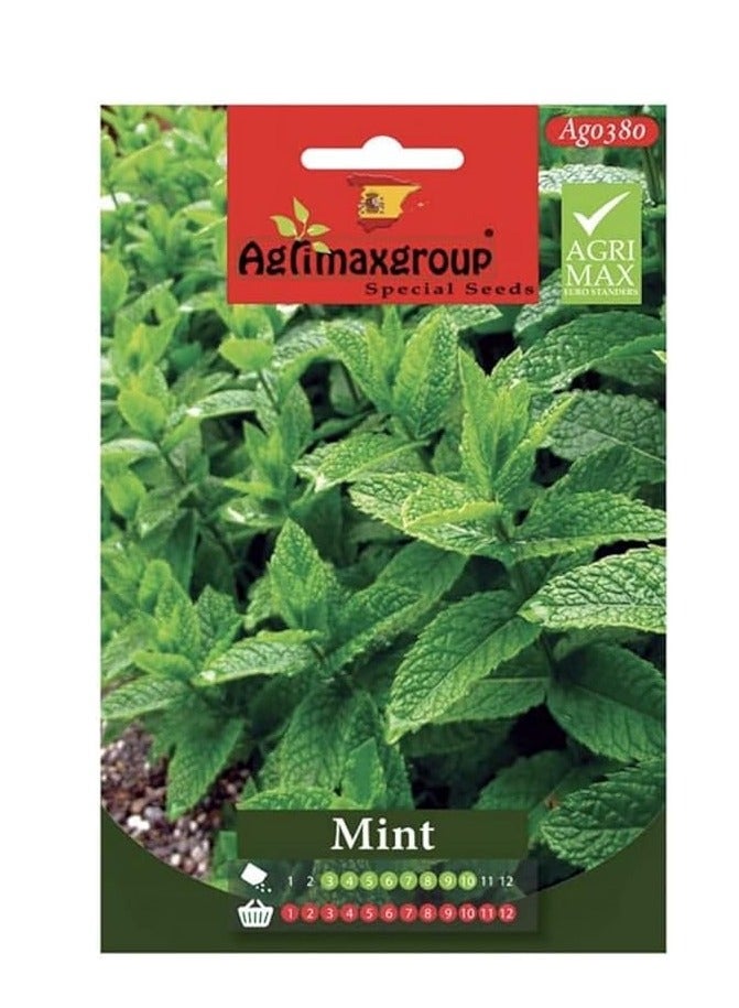 Mint Premium Quality Seeds (Made in Spain) by LebenGroup