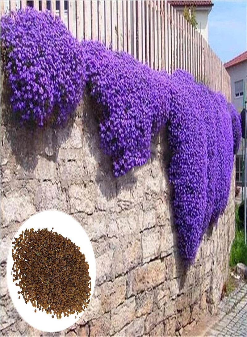 GGOOT 500 Flower Seeds Per Bag Easy to Cultivate Highly Ornamental Fast Growing Live Miniature Prolific Aubrieta Seeds for Growing in Lawn Beds and Gardens Aubrieta Seeds One Size - Image 1