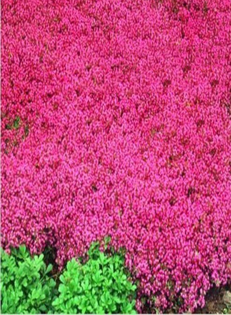 GGOOT 500 Flower Seeds Per Bag Easy to Cultivate Highly Ornamental Fast Growing Live Miniature Prolific Aubrieta Seeds for Growing in Lawn Beds and Gardens Aubrieta Seeds One Size - Image 4