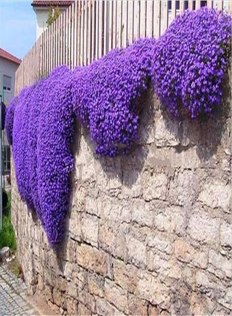 GGOOT 500 Flower Seeds Per Bag Easy to Cultivate Highly Ornamental Fast Growing Live Miniature Prolific Aubrieta Seeds for Growing in Lawn Beds and Gardens Aubrieta Seeds One Size - Image 5
