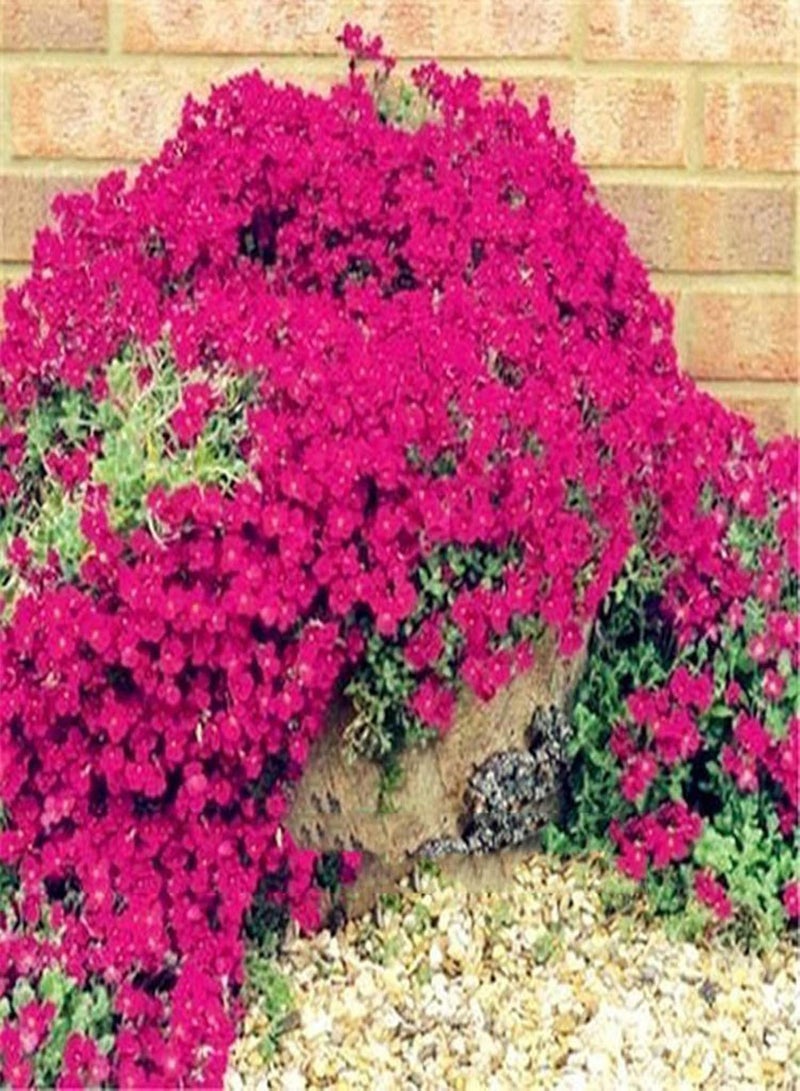GGOOT 500 Flower Seeds Per Bag Easy to Cultivate Highly Ornamental Fast Growing Live Miniature Prolific Aubrieta Seeds for Growing in Lawn Beds and Gardens Aubrieta Seeds One Size - Image 2