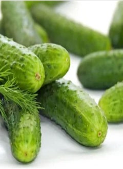 GGOOT 10 Mini Cucumber Seeds UK Snack Gherkin High Yield Hanging Outdoor Anulka F1  - Image 1