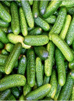 GGOOT 10 Mini Cucumber Seeds UK Snack Gherkin High Yield Hanging Outdoor Anulka F1  - Image 3